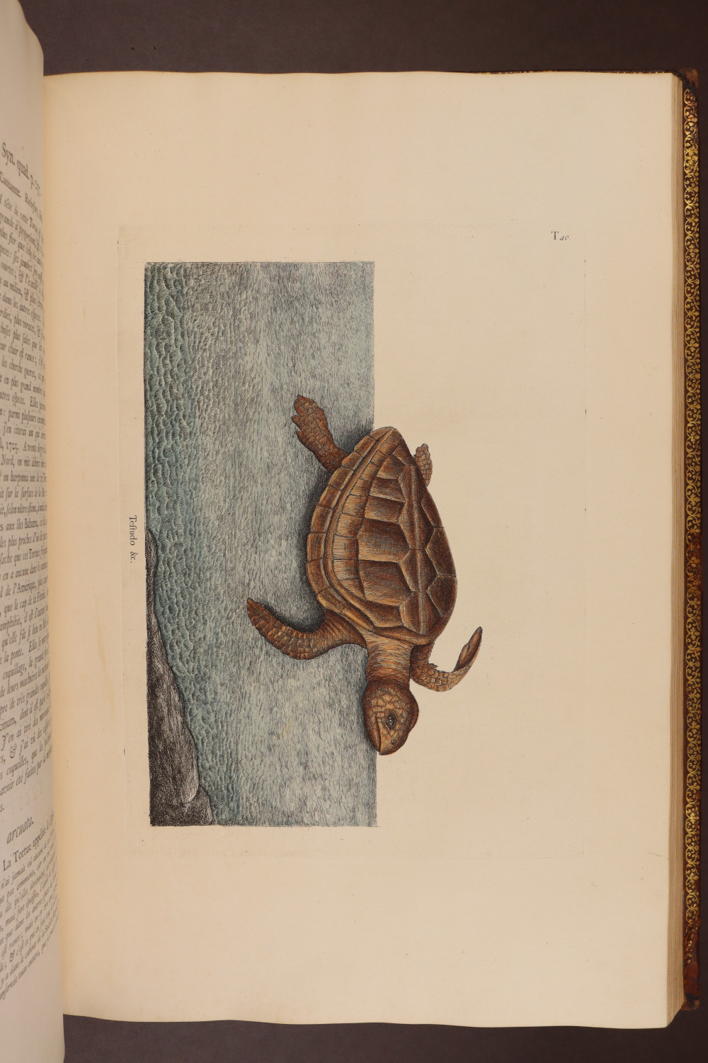 Plate 40